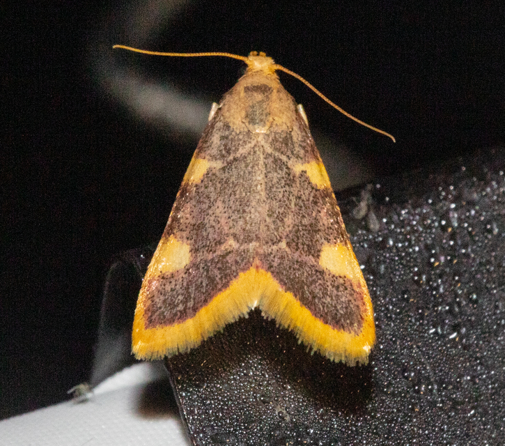 Hypsopygia costalis - szénailonca