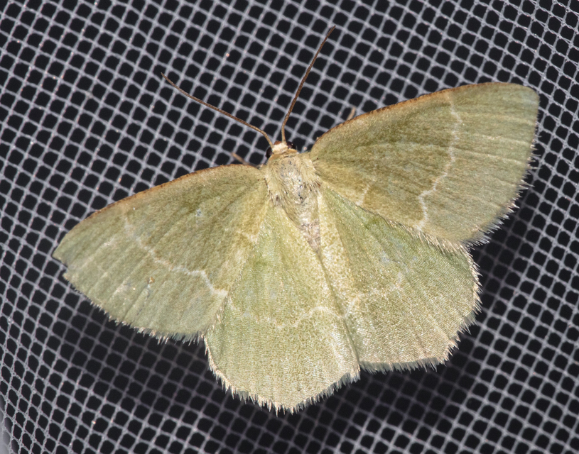 Chlorissa cloraria - sárgászöld araszoló