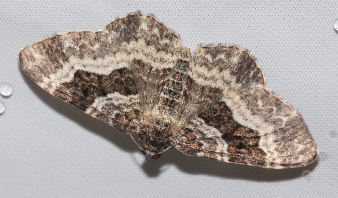 Epirrhoe alternata - galaj-tarkaaraszoló
