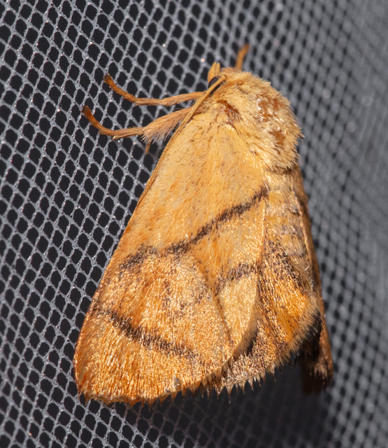 Apoda limacodes - kagylólepke
