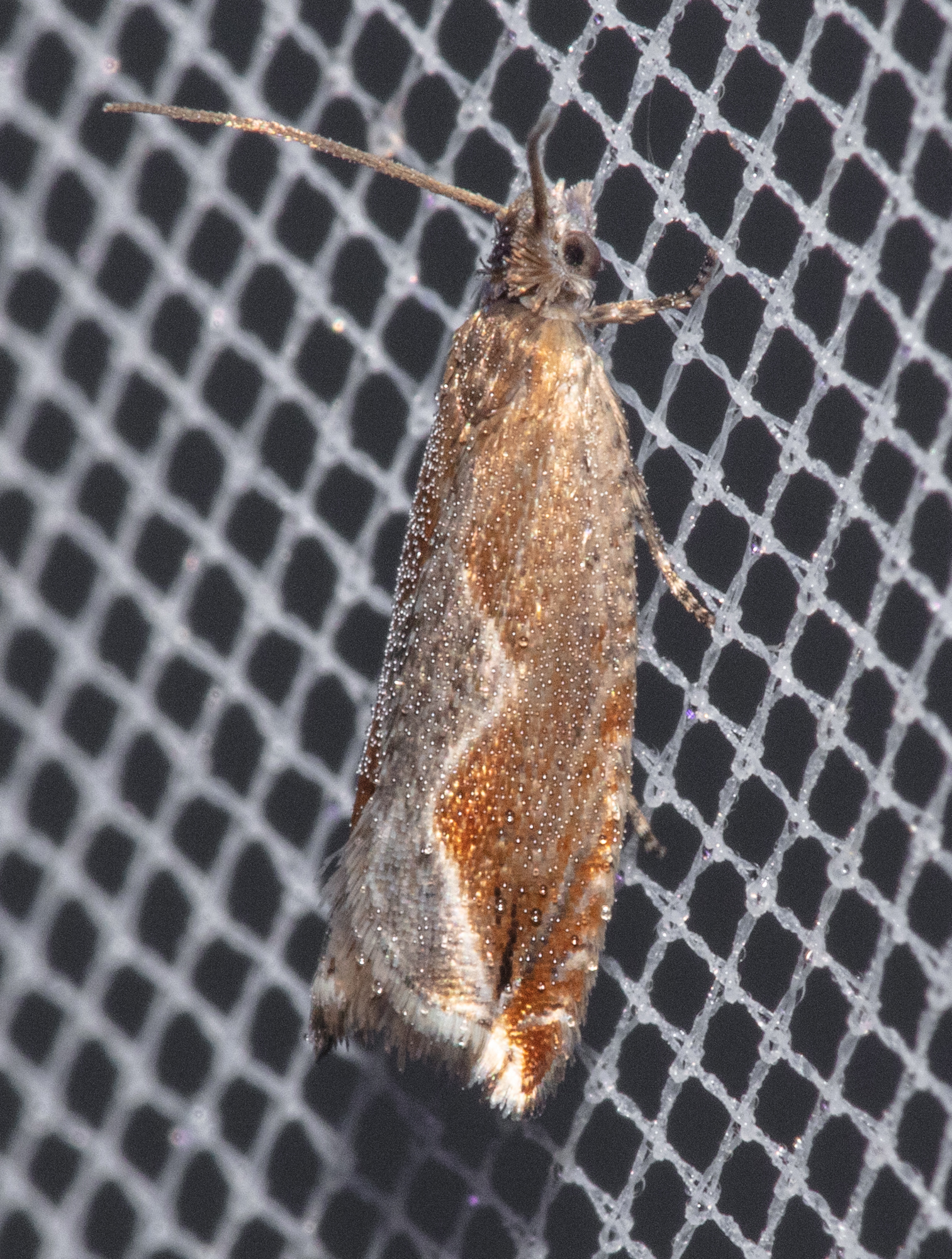 Ancylis diminutana - apró horgasmoly