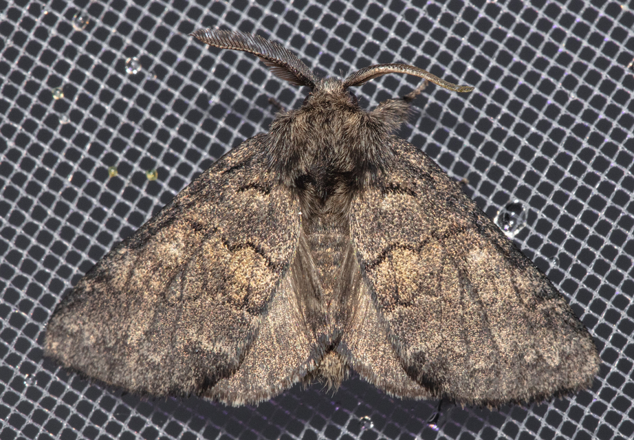 Gluphisia crenata - kormos púposszövő