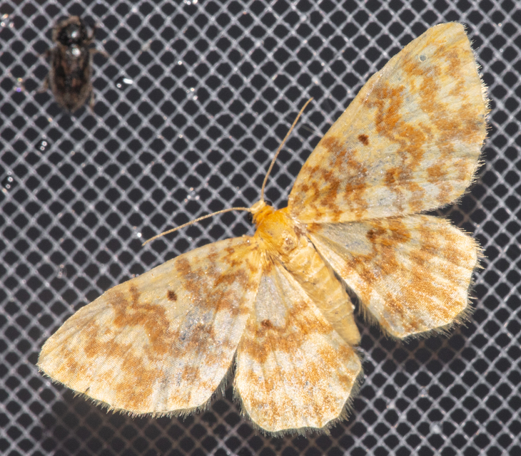 Hydrelia flammeolaria - narancssárga araszoló