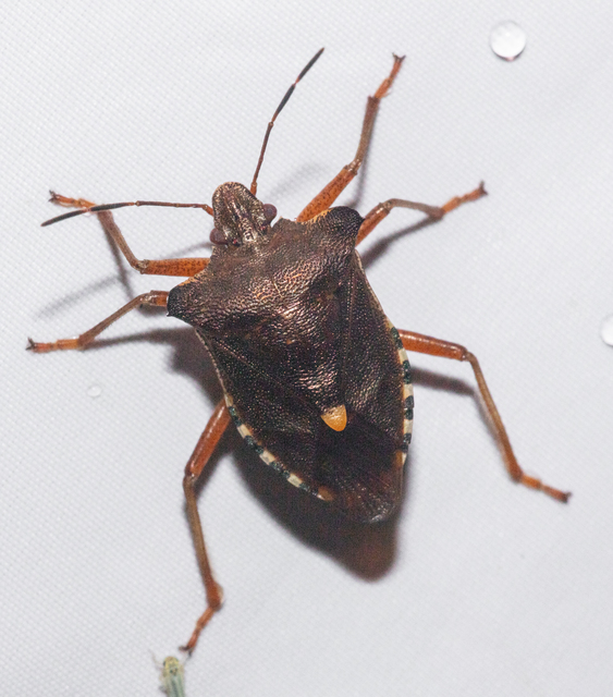 Pentatoma rufipes - vöröslábú címerespoloska Pentatoma rufipes - vöröslábú címerespoloska