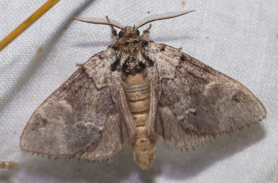 Drymonia obliterata - feketefoltos púposszövő