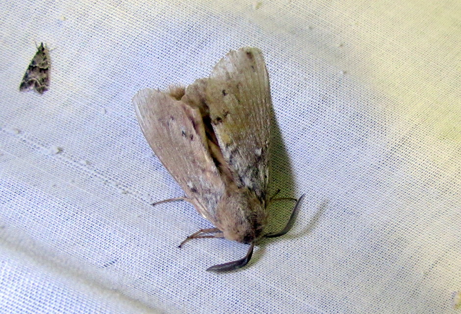 Dendrolimus pini - fenyőpohók