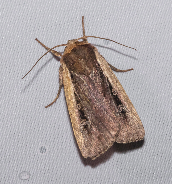 Ochropleura plecta - fehérszegélyű fűbagoly