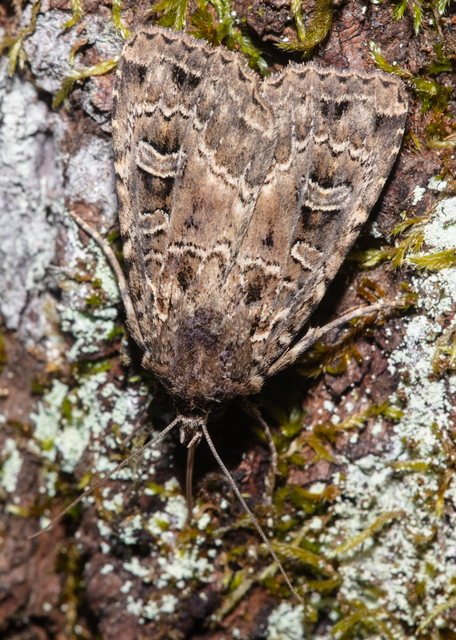 Naenia typica - hálózatos sóskabagoly