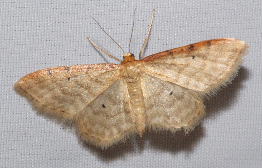 Idaea humiliata - vörösszélű apróaraszoló