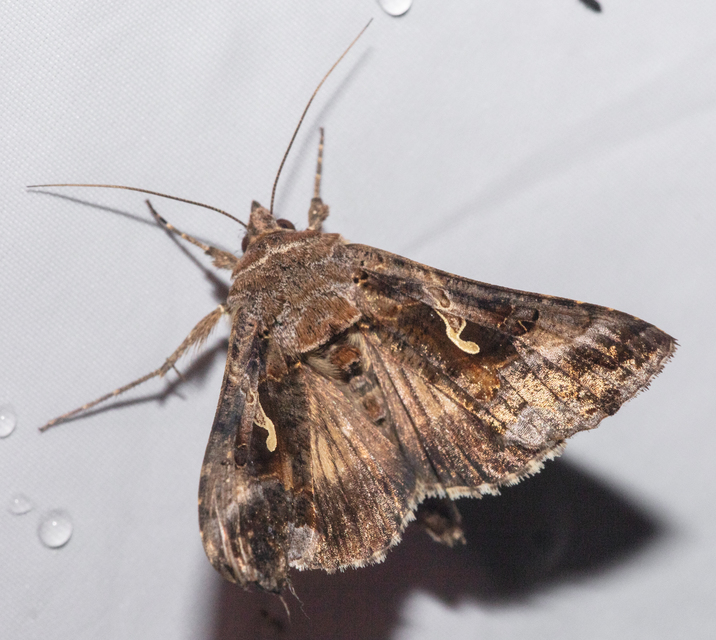 Autographa gamma - gammalepke