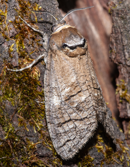 Cossus cossus - fűzfarontólepke