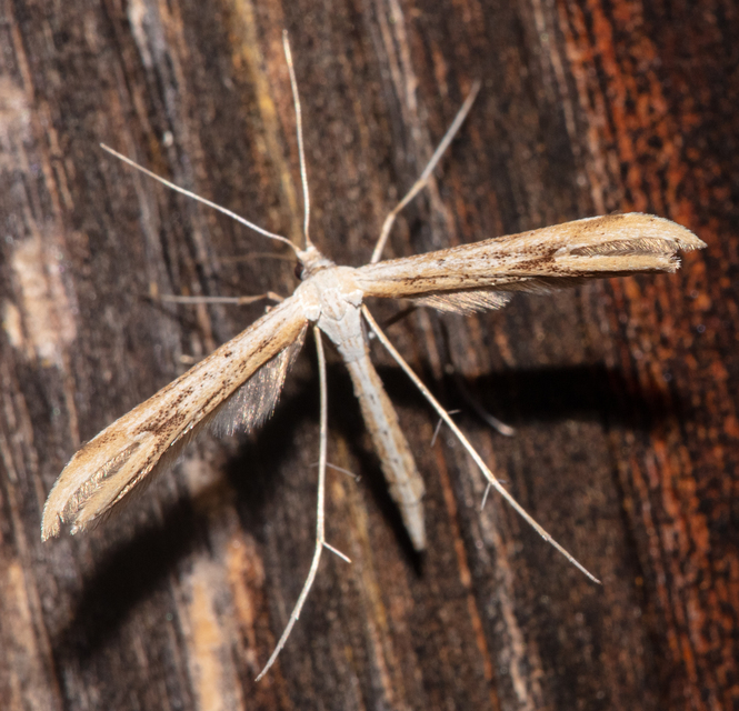 Pterophoridae - tollasmolyfélék