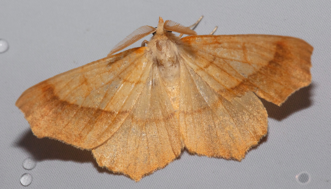 Ennomos quercinaria - tölgyfa-levélaraszoló