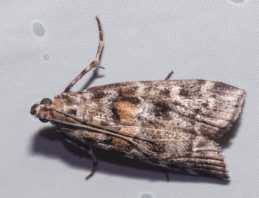 Dioryctria