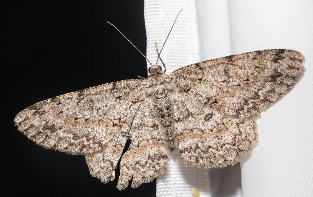 Hypomecis punctinalis - pettyes faaraszoló
