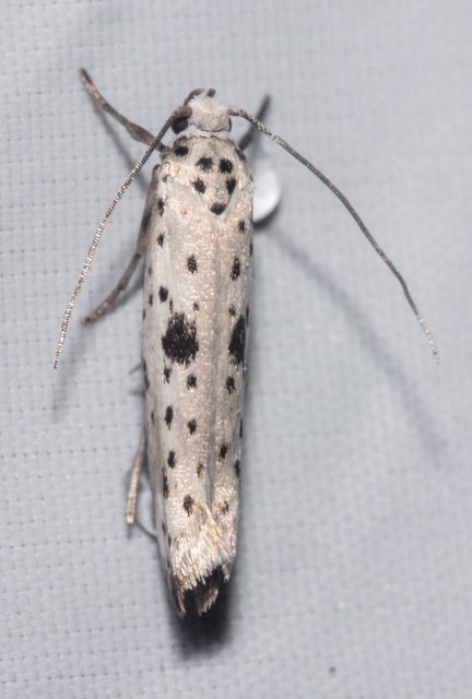 Yponomeuta plumbella - pókhálós bengemoly