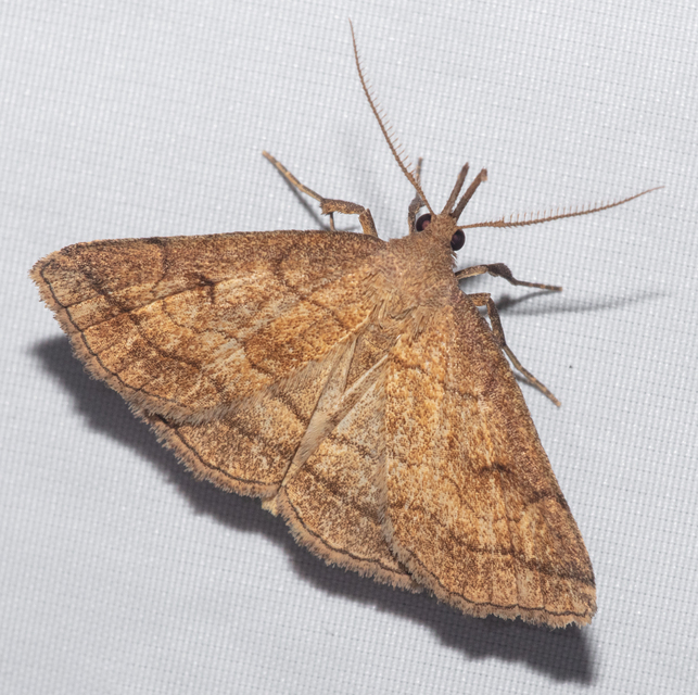 Polypogon gryphalis - láperdei karcsúbagoly