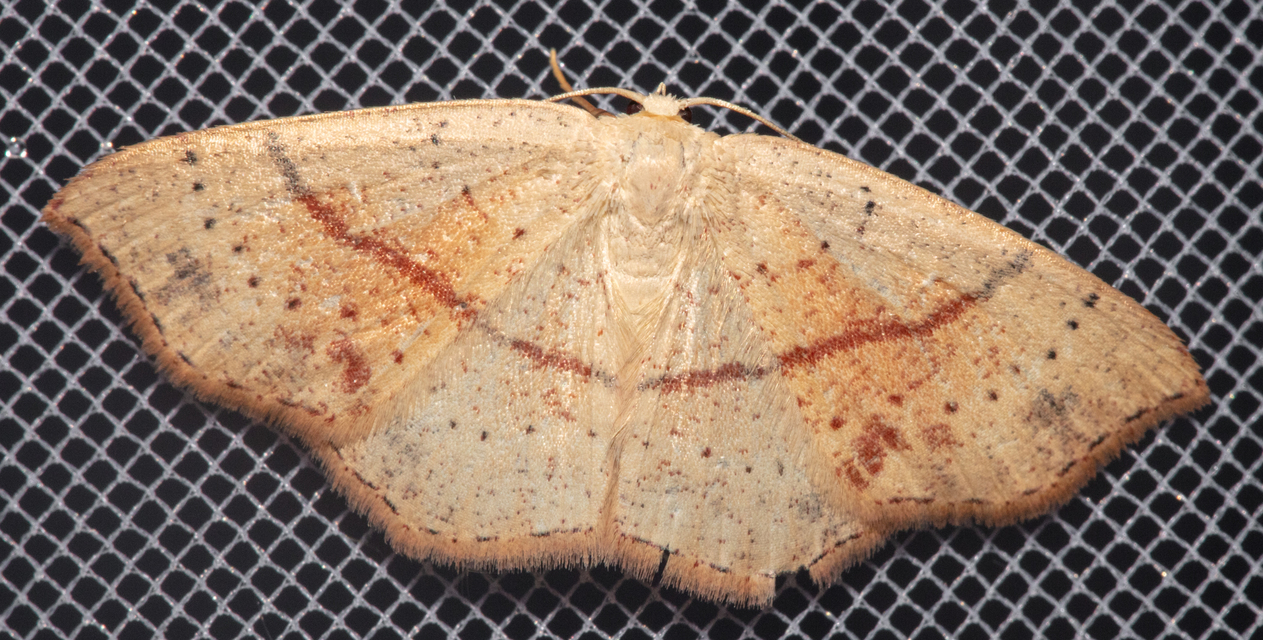 Cyclophora punctaria - sávos pettyesaraszoló