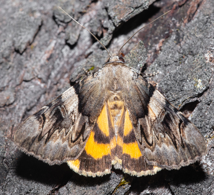 Catocala fulminea - galagonya-övesbagoly