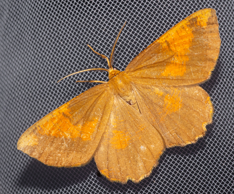Angerona prunaria - sárga kökényaraszoló