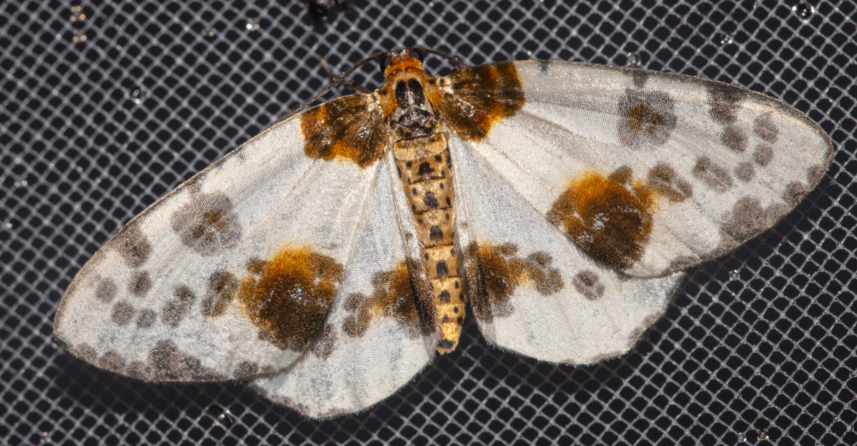 Abraxas sylvata - sárgafoltos araszoló