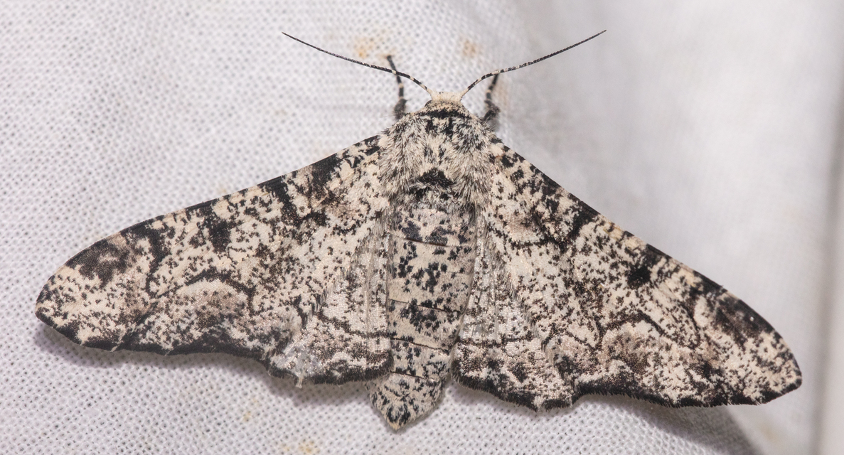 Biston betularia - szürkepettyes araszoló