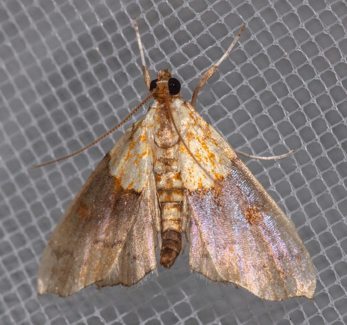 Agrotera nemoralis - ligeti tűzmoly