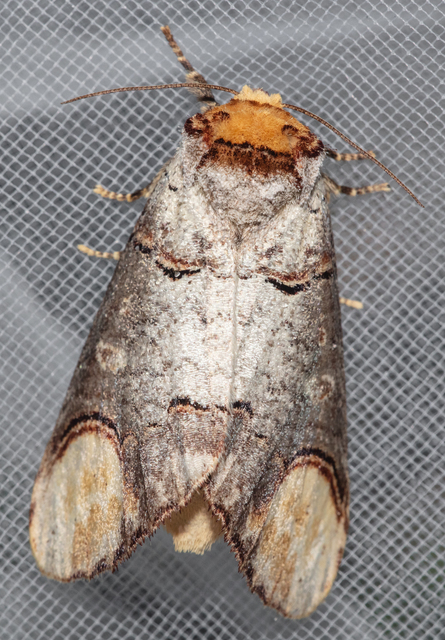 Phalera bucephala - sárgafoltos púposszövő