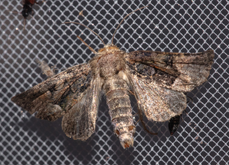 Oligia strigilis/latruncula/versicolor