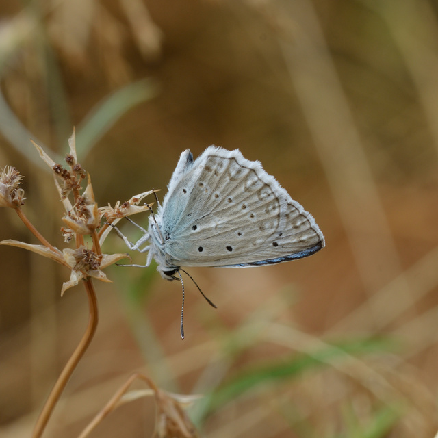 Polyommatus daphnis - csipkés boglárka