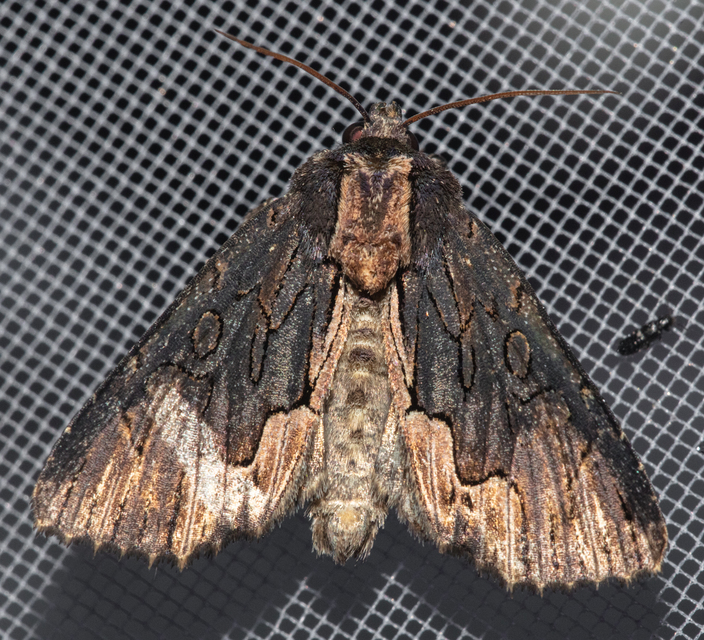 Dypterygia scabriuscula - szurokbarna nyáribagoly