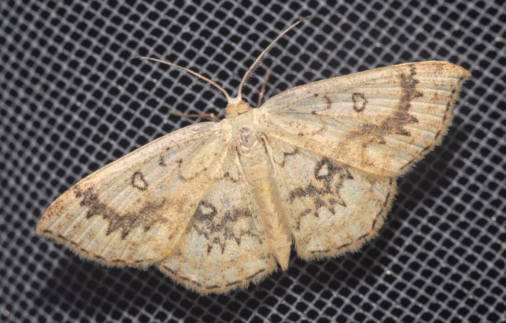 Cyclophora annularia - gyűrűs pettyesaraszoló