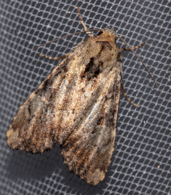 Loscopia scolopacina - csinos dudvabagoly