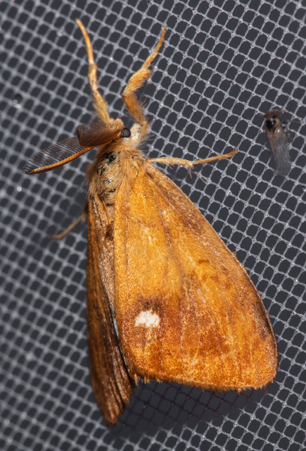 Orgyia antiqua - rozsdabarna kisszövő