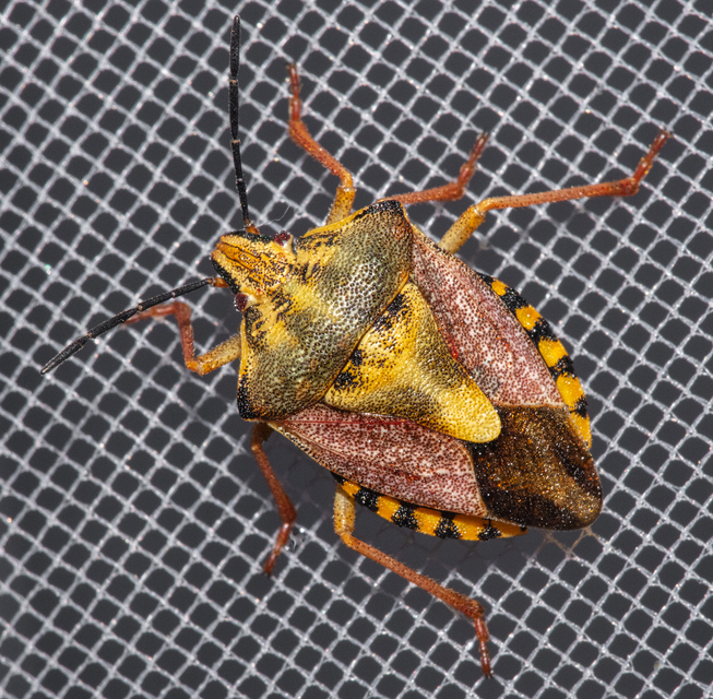 Carpocoris