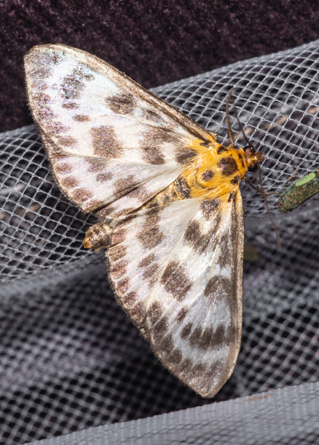 Anania hortulata - tarka csalánmoly