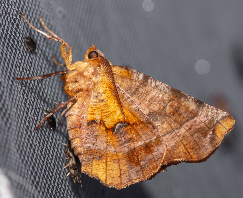 Selenia dentaria - kétfoltos holdasaraszoló
