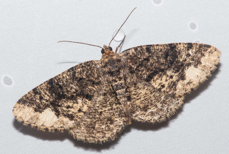 Parectropis similaria - barna zuzmóaraszoló