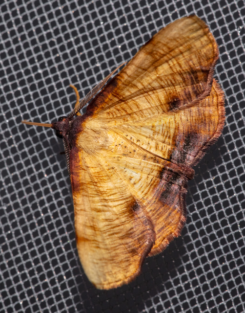 Plagodis dolabraria - baltaszárnyú araszoló