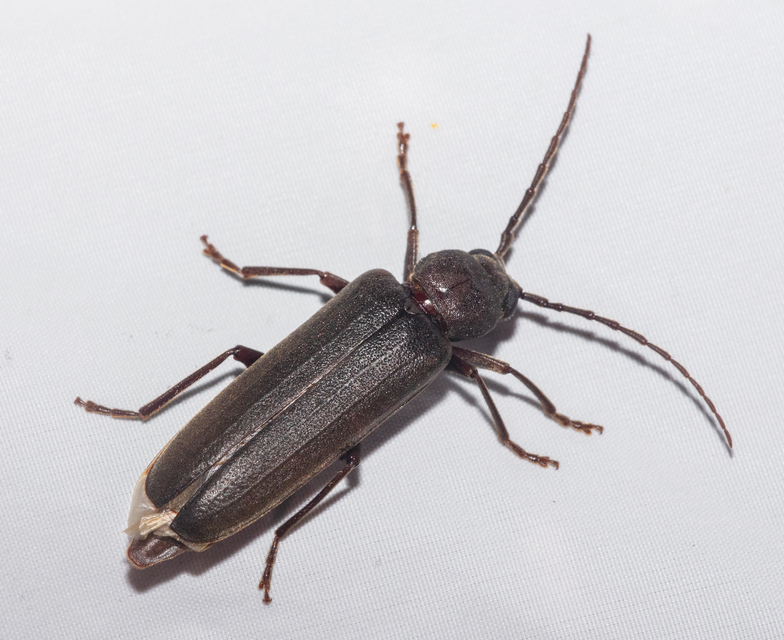 Arhopalus rusticus - gödrösnyakú cincér