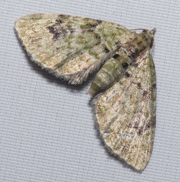 Chloroclystis v-ata - zöldes törpearaszoló