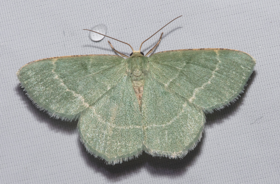 Chlorissa cloraria - sárgászöld araszoló