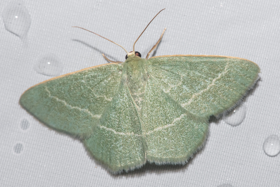 Chlorissa viridata - üdezöld araszoló
