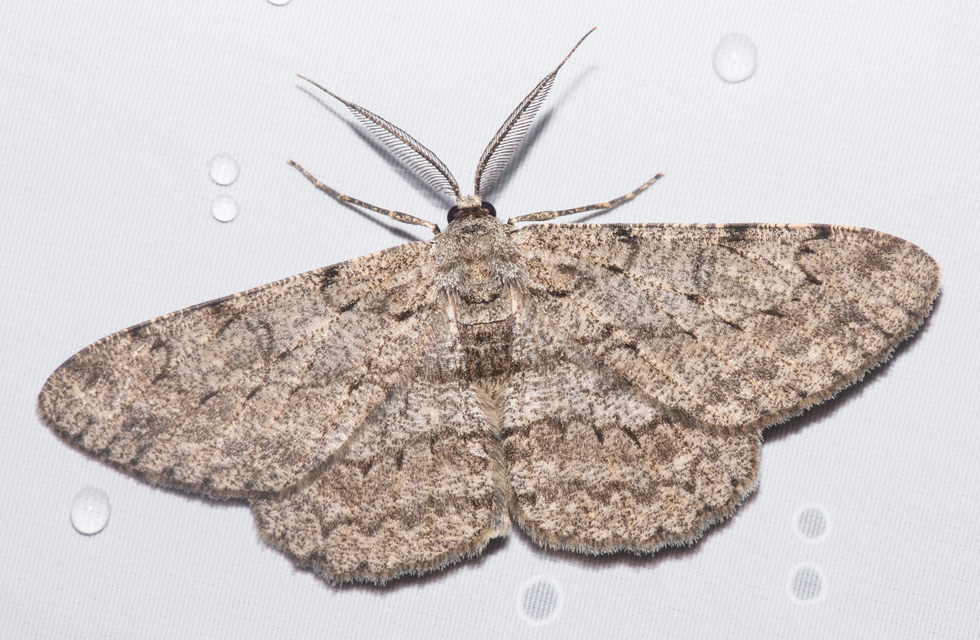 Hypomecis punctinalis - pettyes faaraszoló