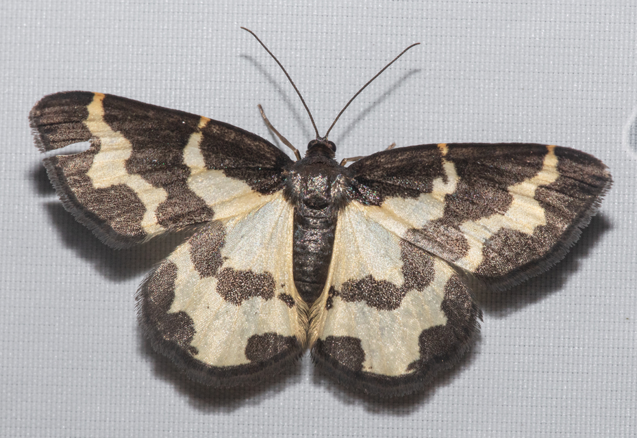 Lomaspilis marginata - szegélyes nyárfaaraszoló
