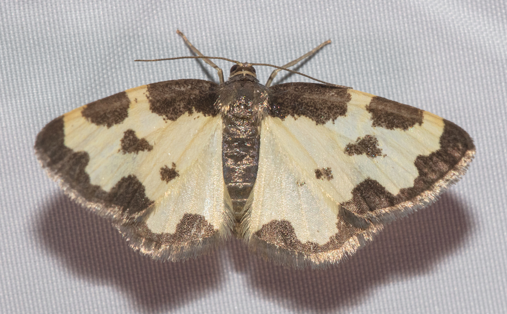 Lomaspilis marginata - szegélyes nyárfaaraszoló