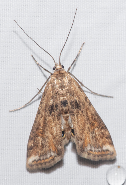 Cataclysta lemnata - békalencsemoly
