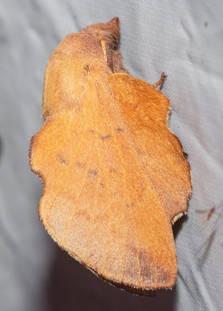 Phyllodesma tremulifolia - nyárlevélpohók