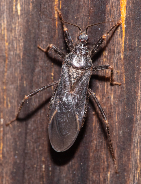 Reduvius personatus - szemetes zugpoloska