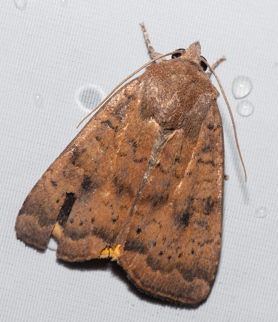 Noctua interjecta - zömök sárgafűbagoly
